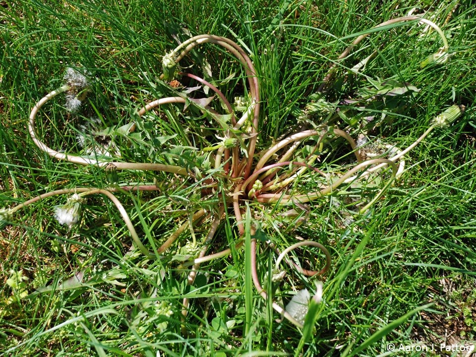 Dandelions Begin Spring Growth Across Indiana Lawns